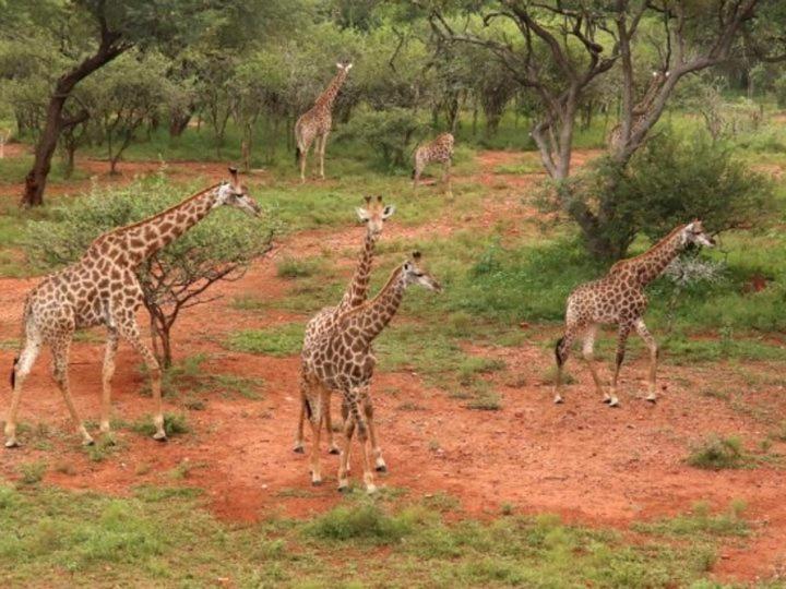 Doornkom Marloth Park Eksteriør billede