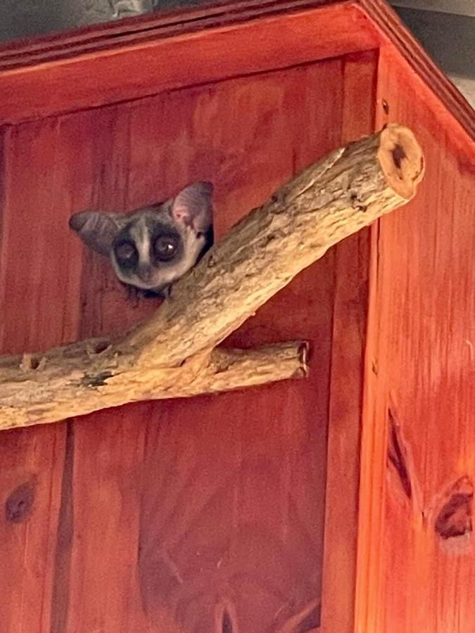 Doornkom Marloth Park Eksteriør billede